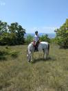 Cheval de loisir, Assurance tous risques