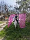 Cheval de loisir, Assurance tous risques