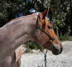 Hongre demi-sang hongrois 5 ans, robe rouan &agrave; vendre