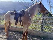 Hongre demi-sang hongrois 5 ans, robe rouan &agrave; vendre