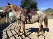 Hongre demi-sang hongrois 5 ans, robe rouan &agrave; vendre