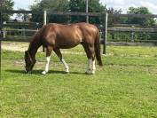 &Agrave; vendre ou &eacute;change cheval d&rsquo;exp&eacute;rience 