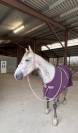Super poney D A VENDRE
