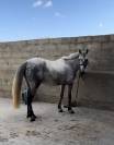 Poney D