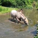 Etalon poney appaloosa reproducteur