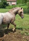Etalon poney appaloosa reproducteur