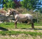 Etalon poney appaloosa reproducteur