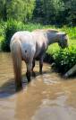 Etalon poney appaloosa reproducteur