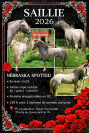 Etalon poney appaloosa reproducteur