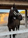 super cheval &agrave; vendre 