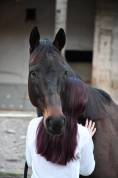 super cheval &agrave; vendre 