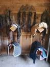 A louer petite structure equestre