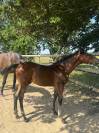 Pouliche SF Catover x Calvaro 