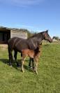 Pouliche SF Catover x Calvaro 