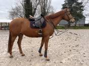 &Agrave; vendre hongre 8 ans 