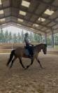 Poney D robe Isabelle - 1m45 - par Rasmus 