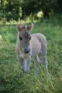 Pouliche shetland 