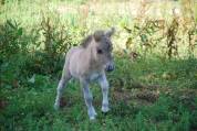 Pouliche shetland 