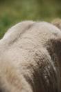 Pouliche shetland 
