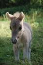 Pouliche shetland 