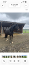 ❤️ Jument Zangersheide 23 ans cherche une famille pour 