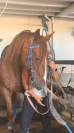 Trotteur fran&ccedil;ais r&eacute;former 9ans 