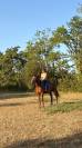 Trotteur fran&ccedil;ais r&eacute;former 9ans 