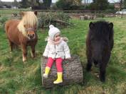 Eristoff du Chenilly, shetland PP, 12 ans