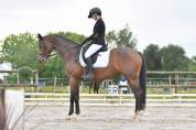 Jument dressage amateur