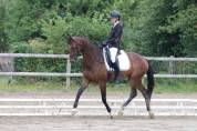 Jument dressage amateur