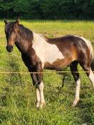 Superbe poulain PRE&times;Paint horse OC