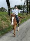 Cassanova &ndash; Hongre Welsh Part-Bred &ndash; 11 ans tr&egrave;s gentil