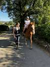 Cassanova &ndash; Hongre Welsh Part-Bred &ndash; 11 ans tr&egrave;s gentil