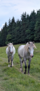 Hongre PP camargue