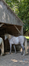 Hongre PP camargue