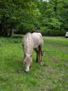 Hongre PP camargue