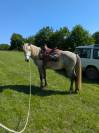 Hongre PP camargue
