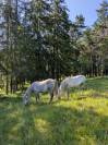 Hongre PP camargue