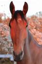 (59 NORD) Cheval calme et doux pour loisir et rando
