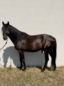pure race espagnole