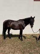 pure race espagnole