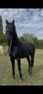 pure race espagnole