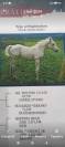 EN VENTA: EXCLUSIVO PAINT HORSE PURA RAZA&ndash;DOMA VAQUERA-