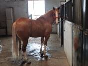 EN VENTA: EXCLUSIVO PAINT HORSE PURA RAZA&ndash;DOMA VAQUERA-