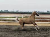 EN VENTA: EXCLUSIVO PAINT HORSE PURA RAZA&ndash;DOMA VAQUERA-