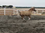 EN VENTA: EXCLUSIVO PAINT HORSE PURA RAZA&ndash;DOMA VAQUERA-