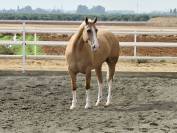 EN VENTA: EXCLUSIVO PAINT HORSE PURA RAZA&ndash;DOMA VAQUERA-