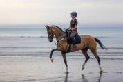 Jument akhal-teke 9 ans