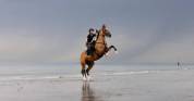 Jument akhal-teke 9 ans
