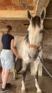 Pure race espagnole 